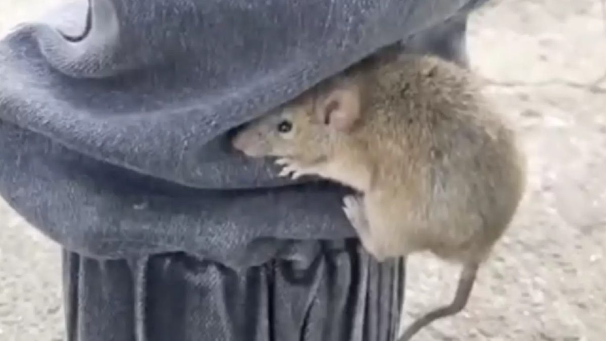 man voelt een muis op zijn been omhoog rennen en moet keuze maken