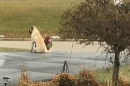 Gordon brengt elke dag meisjes naar bushalte om zeker te zijn dat ze veilig zijn