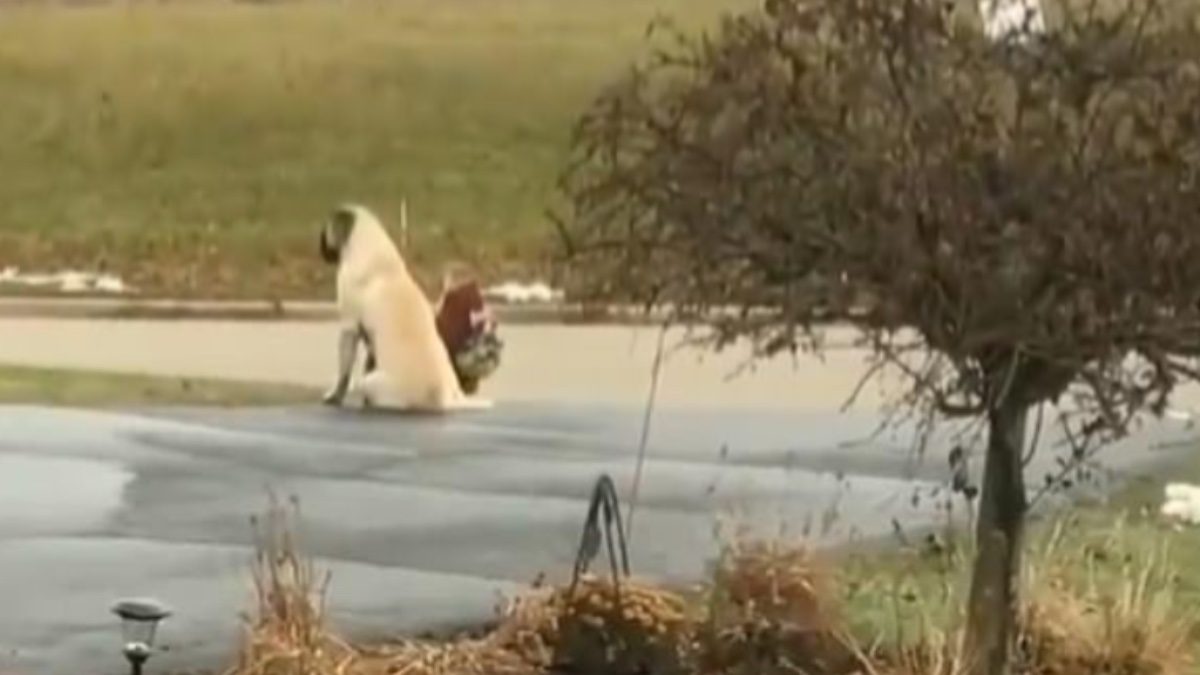 Gordon brengt elke dag meisjes naar bushalte om zeker te zijn dat ze veilig zijn