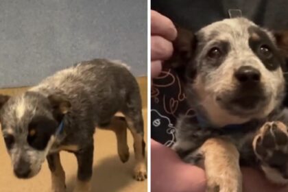 Dit is het moment waarop asielhond lijkt te beseffen dat hij eindelijk een thuis krijgt