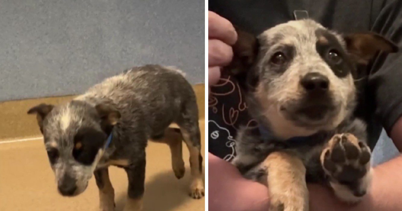 Dit is het moment waarop asielhond lijkt te beseffen dat hij eindelijk een thuis krijgt