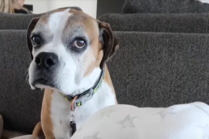 Blinde hond ontmoet pasgeboren baby en hartverwarmend moment volgt