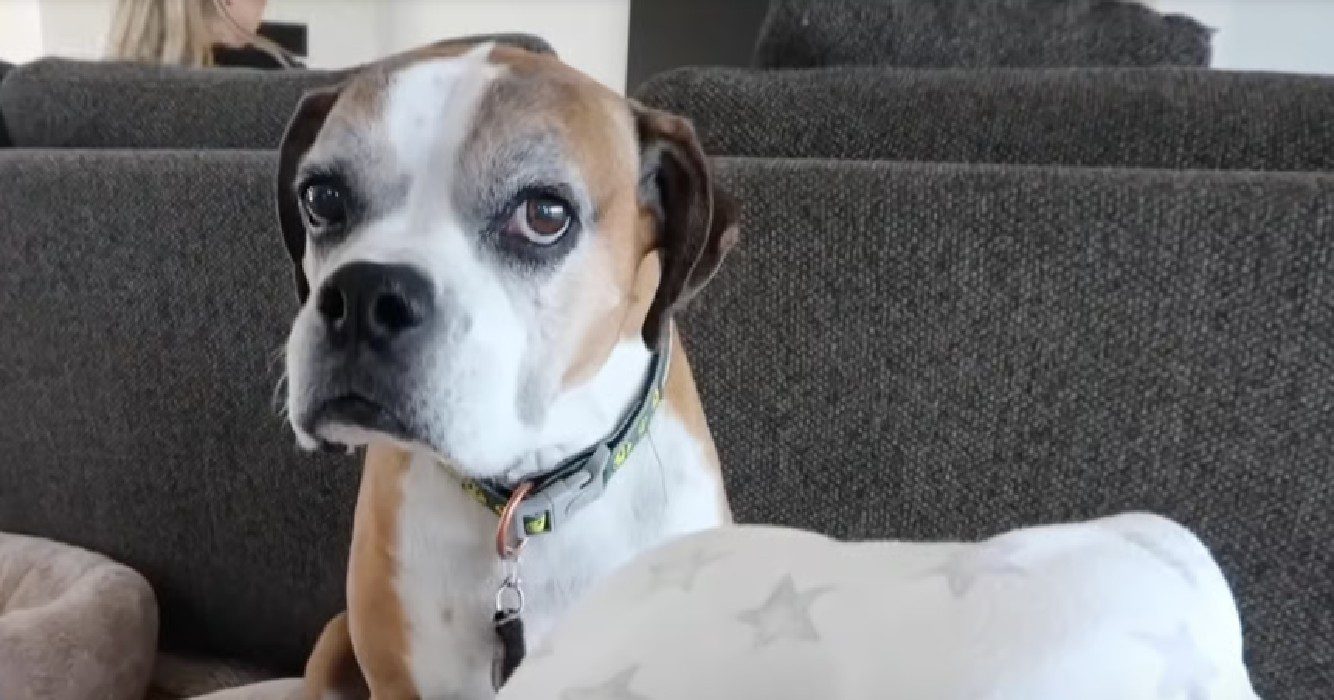 Blinde hond ontmoet pasgeboren baby en hartverwarmend moment volgt