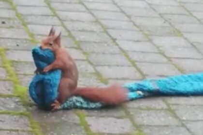 Pluizige dief wordt op heterdaad betrapt als diertje er met wollen das vandoor wil gaan