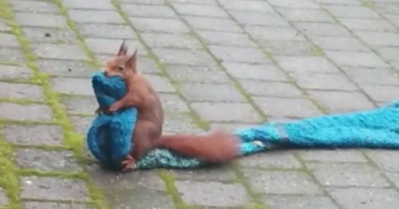 Pluizige dief wordt op heterdaad betrapt als diertje er met wollen das vandoor wil gaan