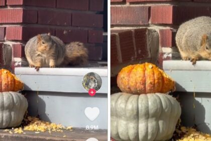 Vrouw staat paf als ze de dikste eekhoorn aantreft die ze ooit heeft gezien