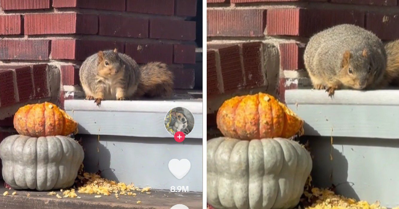 Vrouw staat paf als ze de dikste eekhoorn aantreft die ze ooit heeft gezien