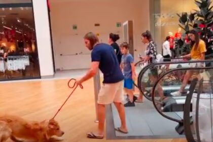 Golden retriever is bang voor roltrap maar baasje weet meteen wat hem te doen staat