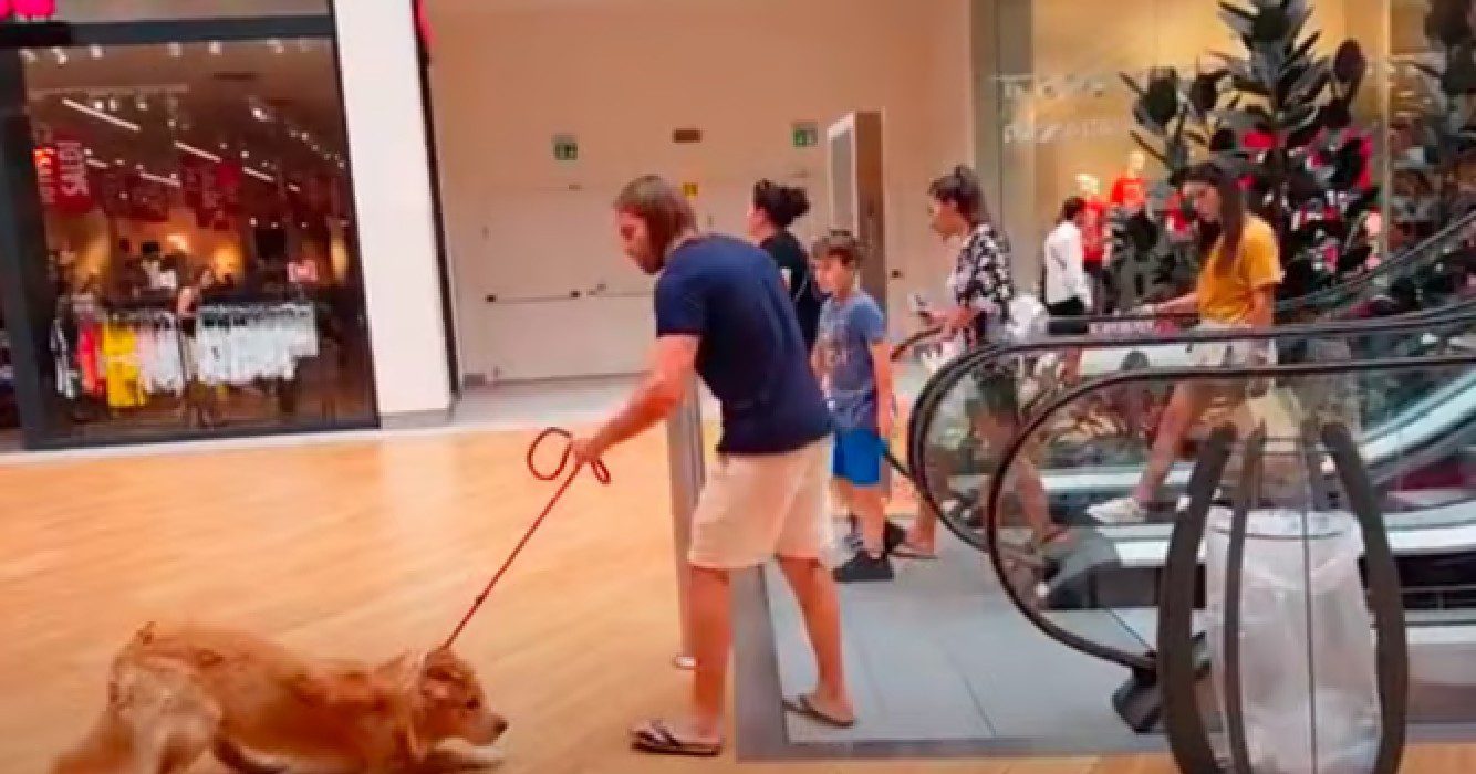 Golden retriever is bang voor roltrap maar baasje weet meteen wat hem te doen staat