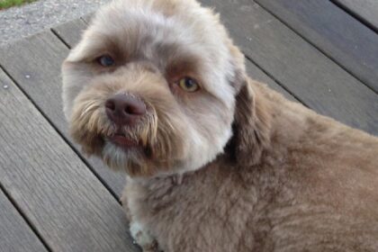 Hondje heeft net een menselijk gezicht en is een virale sensatie