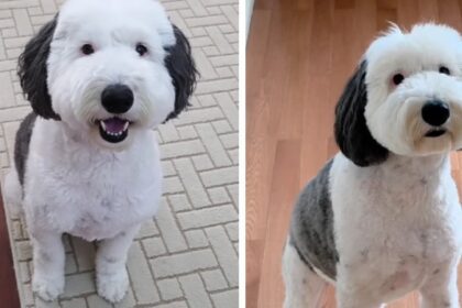 Deze hond gaat viraal omdat ze sprekend op een beroemde stripfiguur lijkt