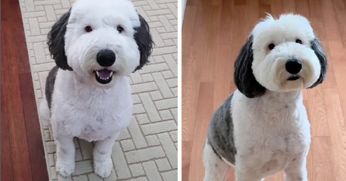 Deze hond gaat viraal omdat ze sprekend op een beroemde stripfiguur lijkt