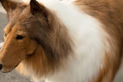 Man geeft bijna 15 000 euro uit om schotse collie te worden