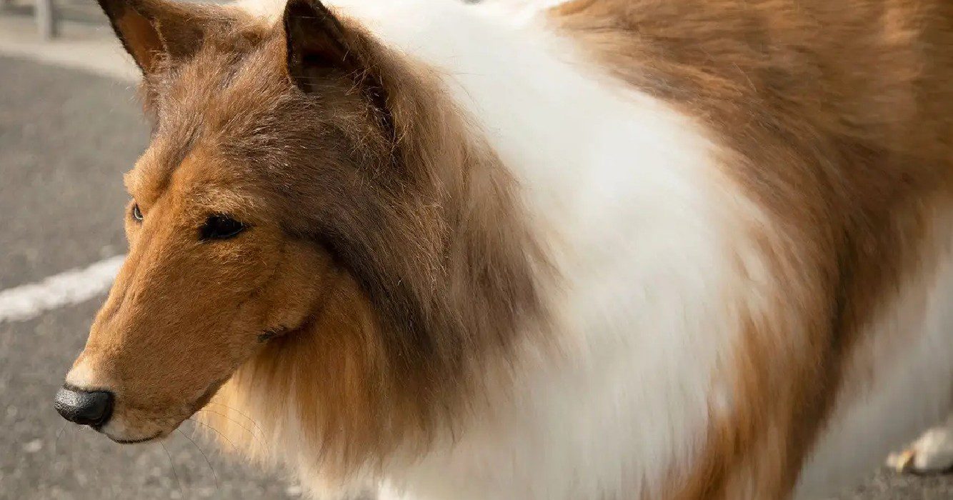 Man geeft bijna 15 000 euro uit om schotse collie te worden