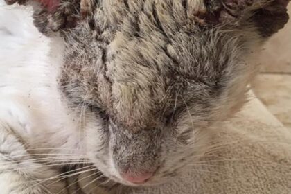 Vrouw redt kat in erbarmelijke toestand en staat versteld als hij zijn mooie ogen opent