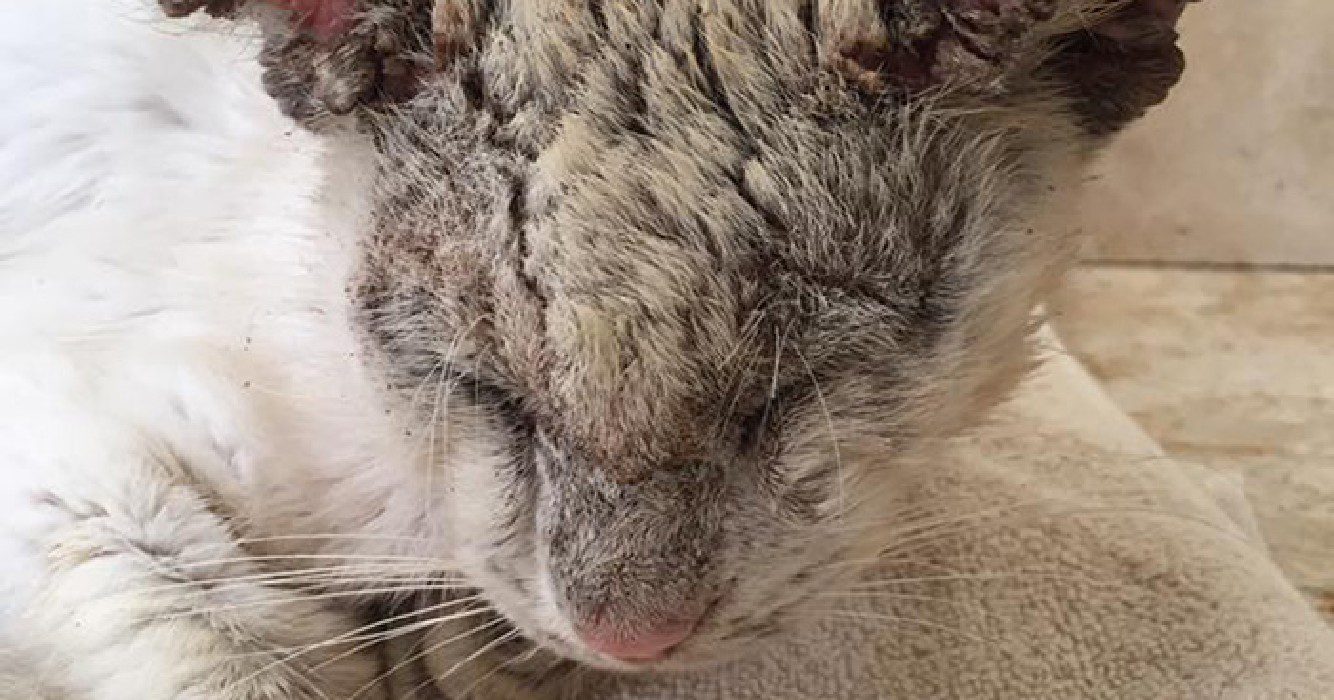 Vrouw redt kat in erbarmelijke toestand en staat versteld als hij zijn mooie ogen opent