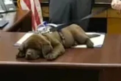 Agenten stellen trots nieuwe politiehond voor maar pup doet liever een dutje