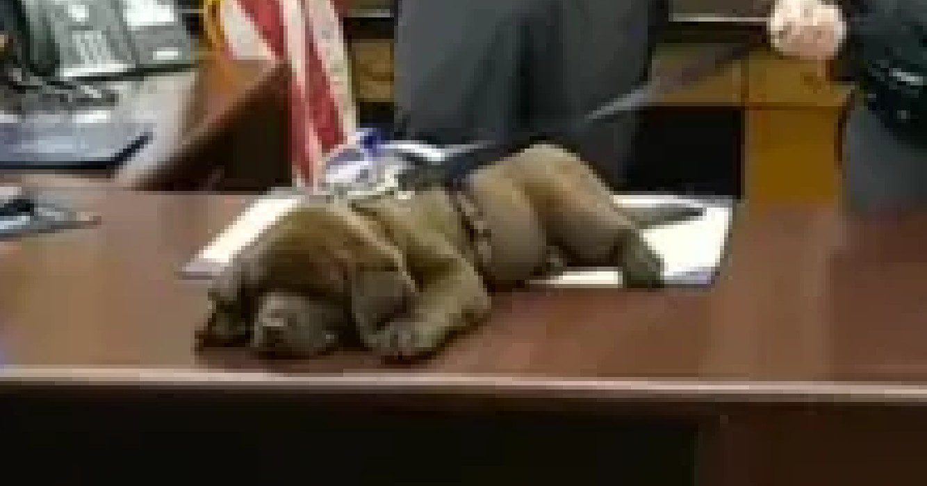 Agenten stellen trots nieuwe politiehond voor maar pup doet liever een dutje