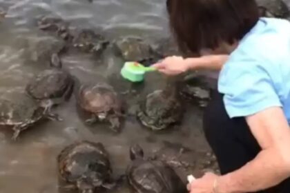 Wandelaars zijn verbaasd als ze ontdekken waarom schildpadden in rij staan voor vrouw