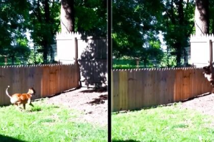 Man is zeer trots op hek dat hij voor zijn hond heeft gemaakt maar seconden later is hij hevig teleurgesteld