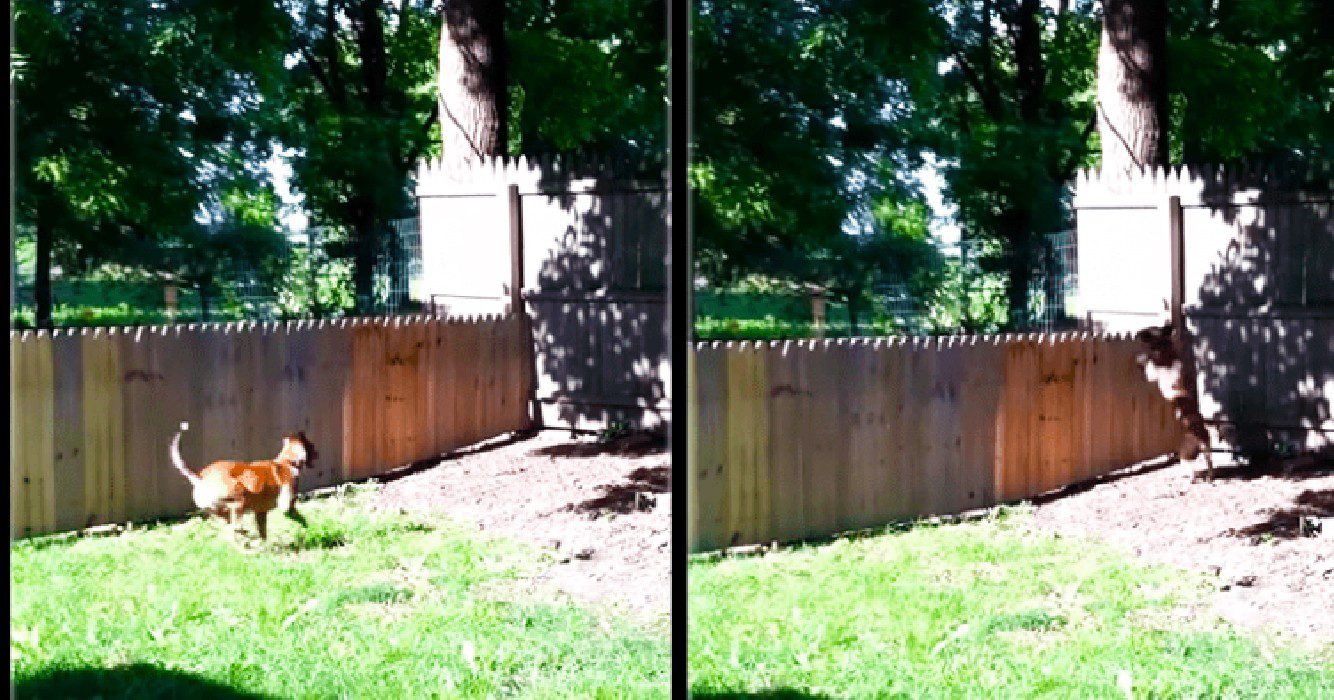 Man is zeer trots op hek dat hij voor zijn hond heeft gemaakt maar seconden later is hij hevig teleurgesteld