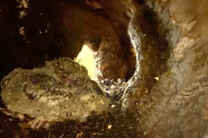 Redders maken rontgenfotos en ontdekken weesjes in verdachte boomstam