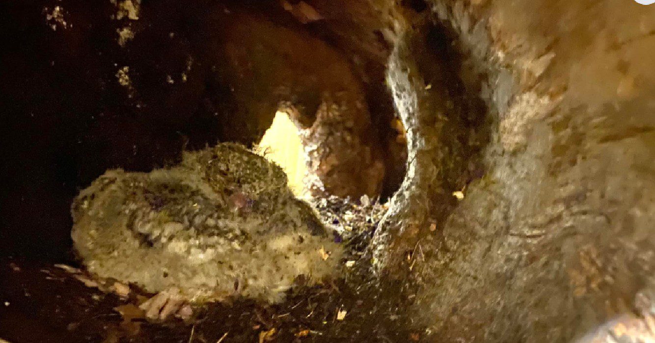 Redders maken rontgenfotos en ontdekken weesjes in verdachte boomstam