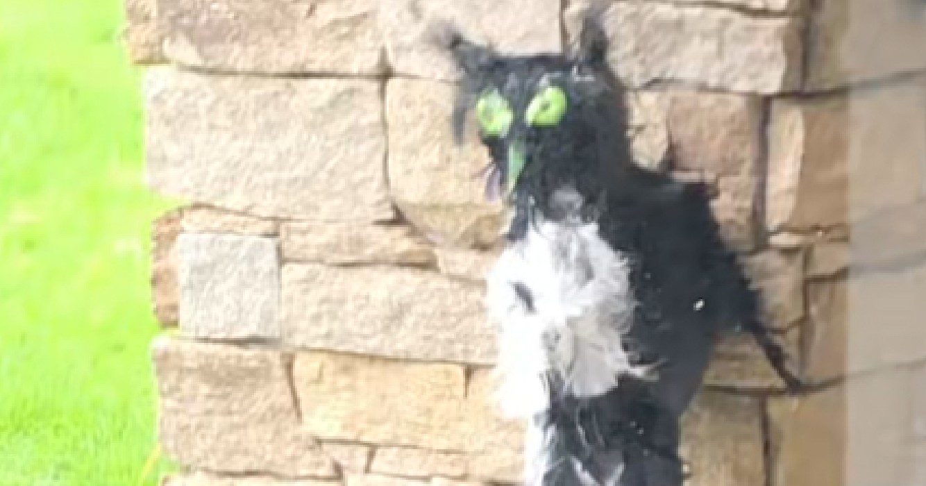 Man bouwt vogelverschrikker tegen eksters maar ze gaan het uiteindelijk aanbidden