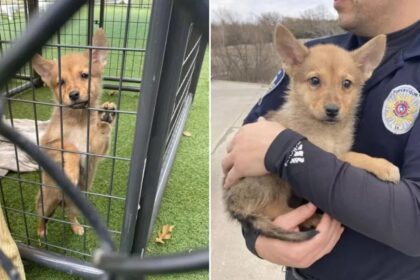 dna test onthult ware identiteit van mysterieus dier dat door politie was gered