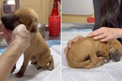 Defecte puppy valt in slaap in armen van zijn redder na een hartverscheurend begin