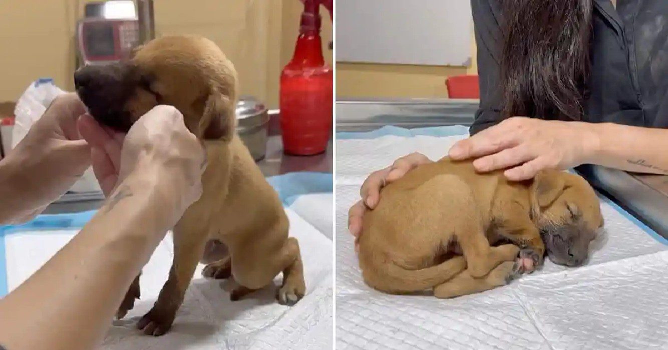 Defecte puppy valt in slaap in armen van zijn redder na een hartverscheurend begin