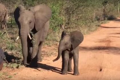 schattige babyolifant doet een dansje en op een einde volgt een buiginkje