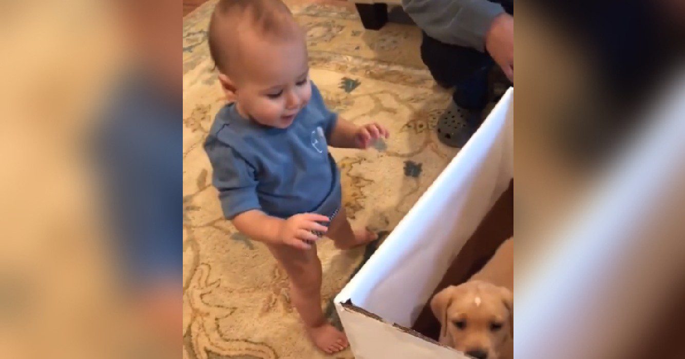 baby opent verjaardagscadeau en treft puppy aan zijn reactie doet harten smelten